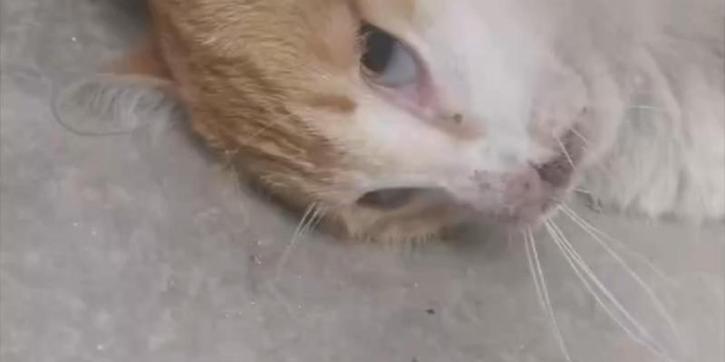 小猫中毒康复方法全攻略(图1)