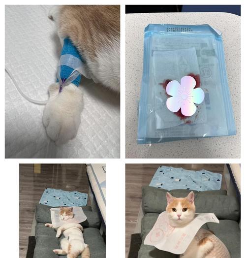母猫绝育恢复期护理要点｜术后注意事项全解析