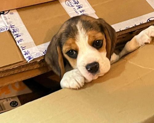 比格犬与巴吉度对比分析｜价格与特点全解析(图1)