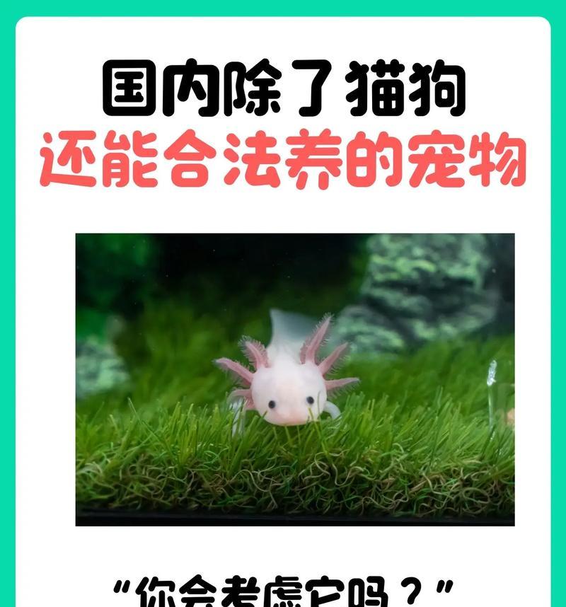 不同品种宠物全攻略｜了解最受欢迎的宠物类型
