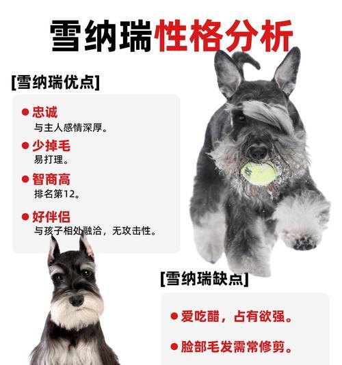 雪纳瑞毛发换毛周期及护理全攻略