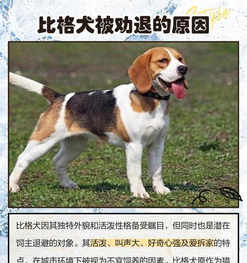 比格犬与巴吉度对比分析｜价格与特点全解析(图2)