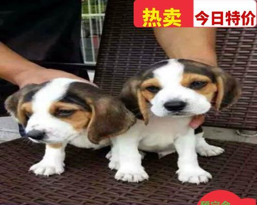 比格犬与巴吉度对比分析｜价格与特点全解析(图3)