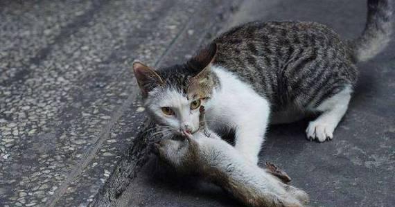 抓老鼠猫咪推荐及训练方法｜实用指南(图3)