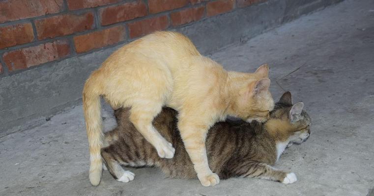 抓老鼠猫咪推荐及训练方法｜实用指南(图2)