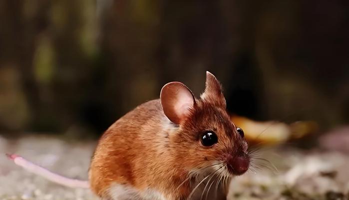 抓老鼠猫咪推荐及训练方法｜实用指南(图1)