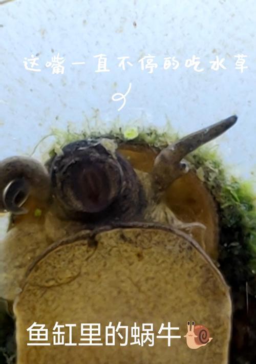 鱼缸养鱼主要饲料选择|科学喂养全攻略(图3) 鱼缸养鱼主要饲料选择|科学喂养全攻略(图3)