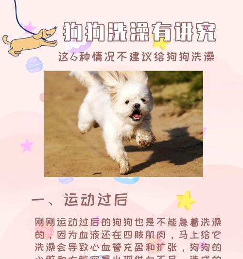 狗流产后洗澡注意事项｜科学护理全攻略(图2)