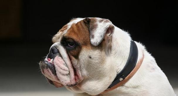 法国斗牛犬价格高原因解析｜购买指南全攻略