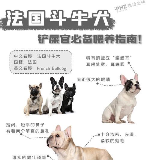法国斗牛犬价格高原因解析|购买指南全攻略(图3) 法国斗牛犬价格高原因解析|购买指南全攻略(图3)