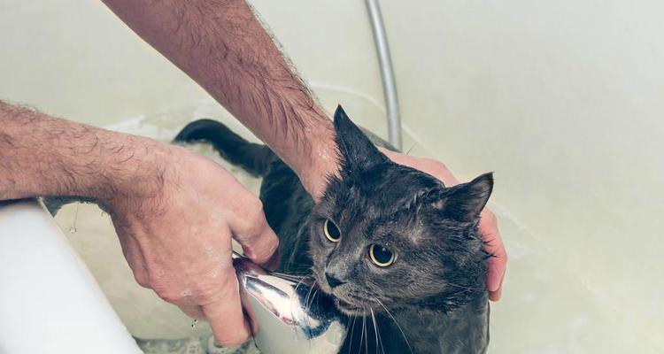 猫咪洗澡时间与方法|科学清洁全攻略(图4) 猫咪洗澡时间与方法|科学清洁全攻略(图4)