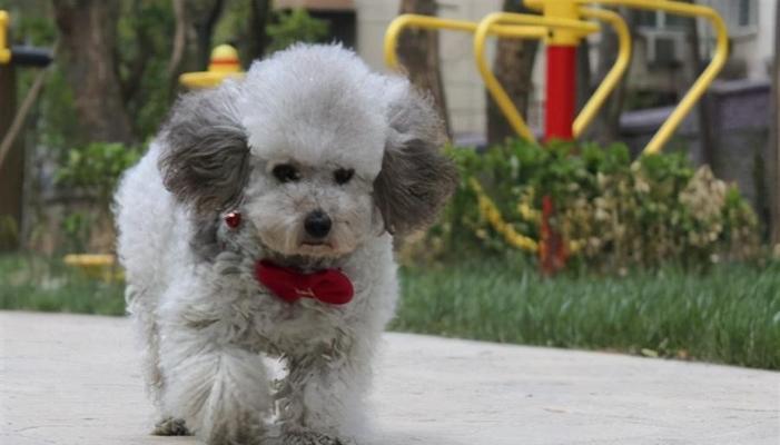 贵宾犬毛变白原因与影响全攻略(图4) 贵宾犬毛变白原因与影响全攻略(图4)