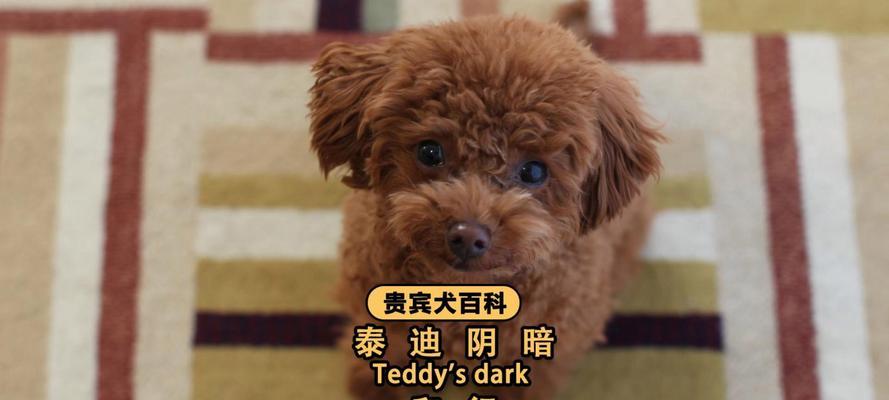 贵宾犬毛变白原因与影响全攻略