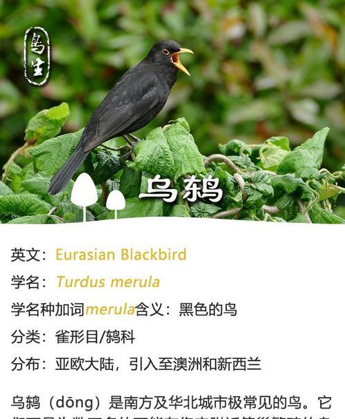 农村常见鸟类介绍全攻略(图2) 农村常见鸟类介绍全攻略(图2)
