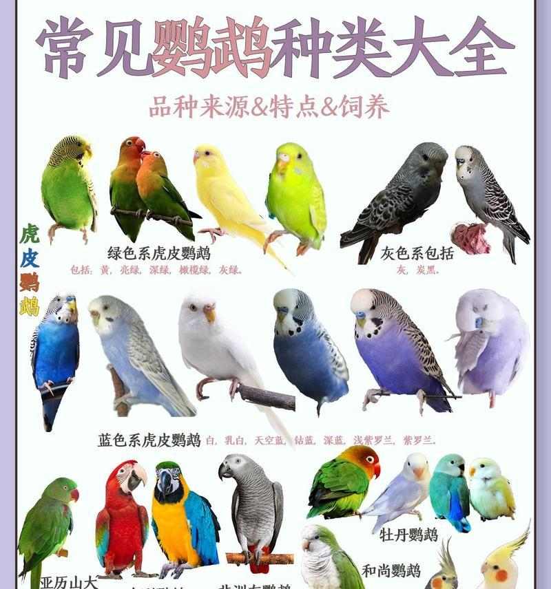 农村常见鸟类介绍全攻略(图4) 农村常见鸟类介绍全攻略(图4)