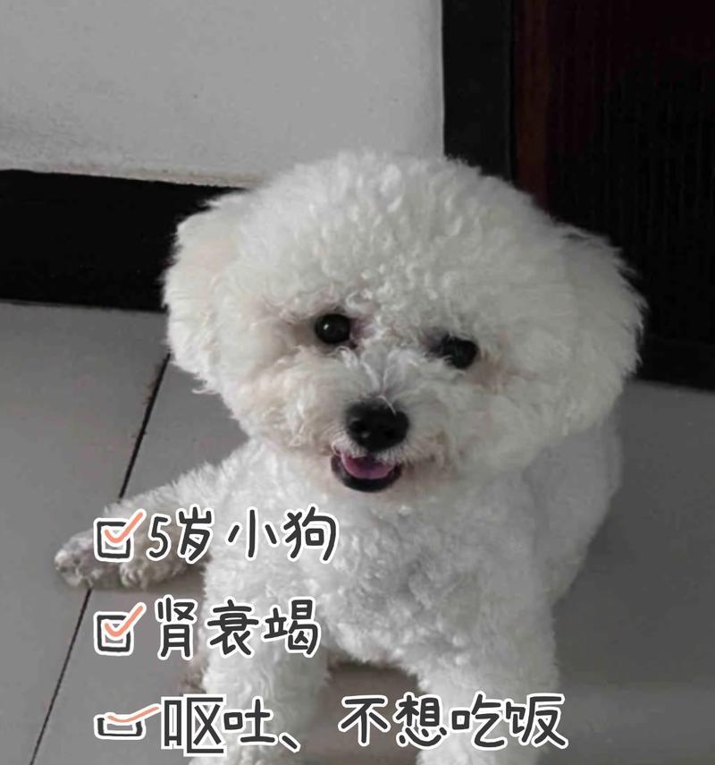比熊狗狗呕吐黄液原因及应对方法|健康护理全攻略(图3) 比熊狗狗呕吐黄液原因及应对方法|健康护理全攻略(图3)