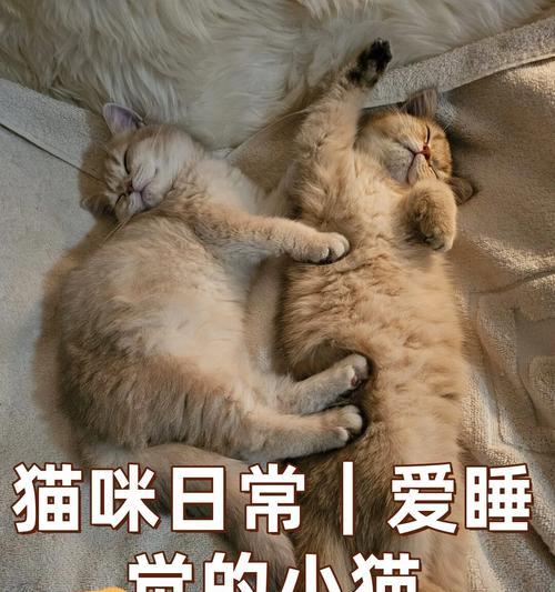 猫咪睡眠习惯解析全攻略(图3)