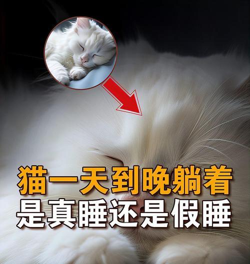 猫咪睡眠习惯解析全攻略