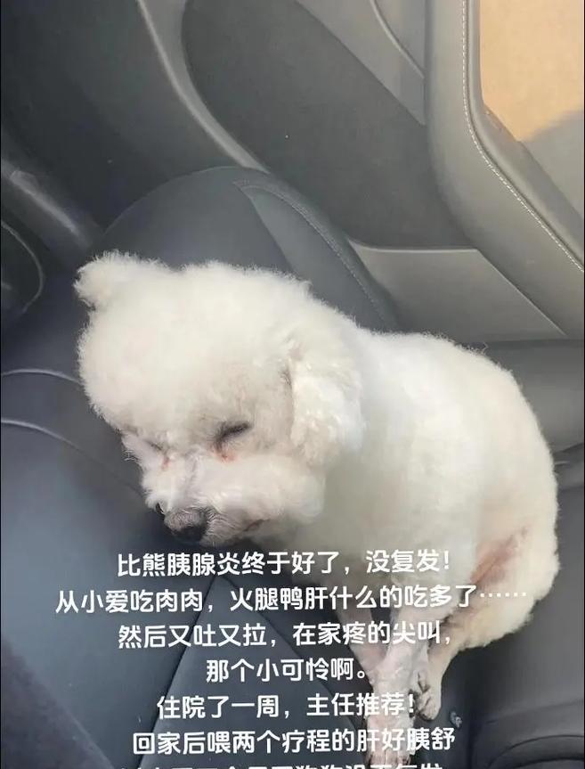 比熊狗狗呕吐黄液原因及应对方法｜健康护理全攻略