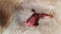 海泊舒治疗病例 | 一例犬咬伤的病例报告(图10)