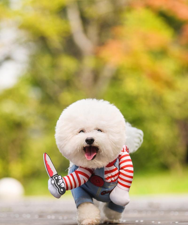 比熊犬饲养全攻略