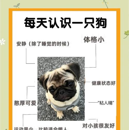 夏天巴哥犬洗澡频率全攻略(图3)