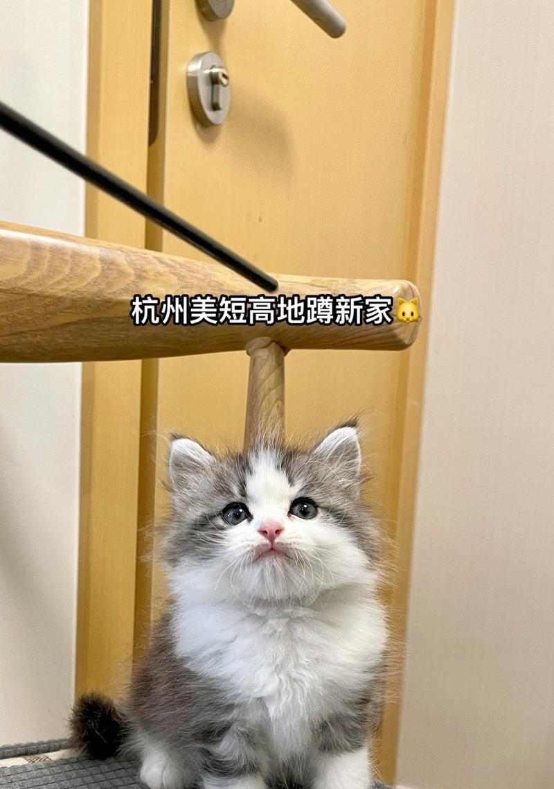美短驱虫频率解析全攻略