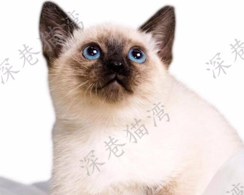 泰国猫特点和习性全攻略(图4) 泰国猫特点和习性全攻略(图4)