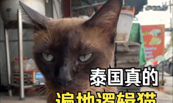 泰国猫特点和习性全攻略(图2) 泰国猫特点和习性全攻略(图2)