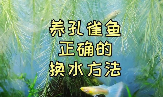 孔雀鱼繁殖周期全攻略｜产卵时间与方式详解(图1)
