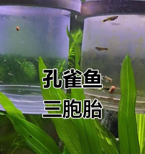 孔雀鱼繁殖周期全攻略｜产卵时间与方式详解(图2)