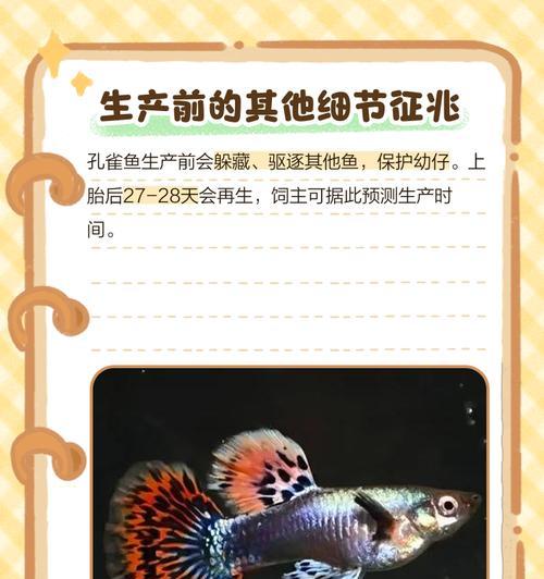 孔雀鱼繁殖周期全攻略｜产卵时间与方式详解(图3)