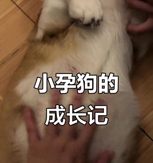 狗的怀孕周期与生产时间|新手养狗全攻略(图4) 狗的怀孕周期与生产时间|新手养狗全攻略(图4)