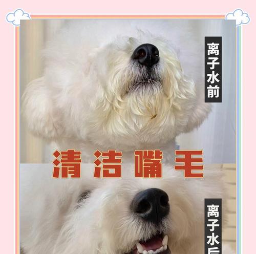 比熊狗狗呕吐黄液原因及应对方法|健康护理全攻略(图2) 比熊狗狗呕吐黄液原因及应对方法|健康护理全攻略(图2)