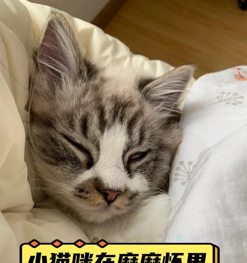 猫咪睡眠习惯解析全攻略(图2)