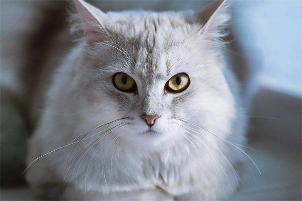 猫咪突然没食欲是什么原因？(图2)