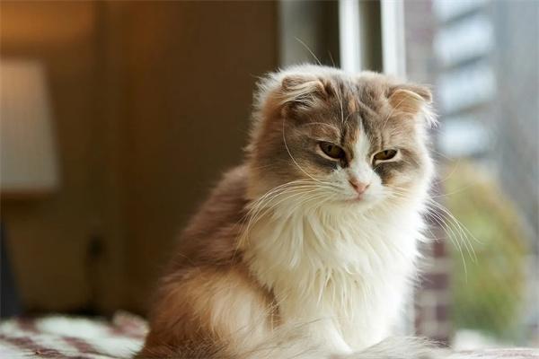 折耳猫吃什么可以预防软骨病？(图1)