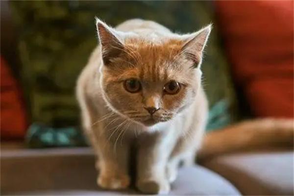 猫咪贫血吃什么食物可以补血？(图1)