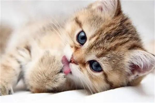 猫咪为什么在地上打滚？(图2)