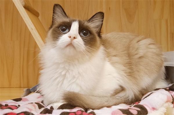 猫咪贫血吃什么食物可以补血？(图2)