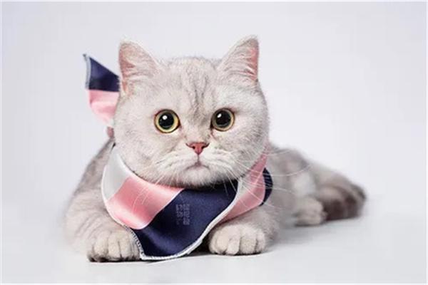 猫咪抑郁症的表现有哪些？(图1)