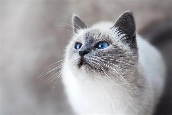 母猫绝育好还是不绝育好？(图1)