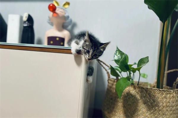 如何正确给猫咪驱虫？(图2)