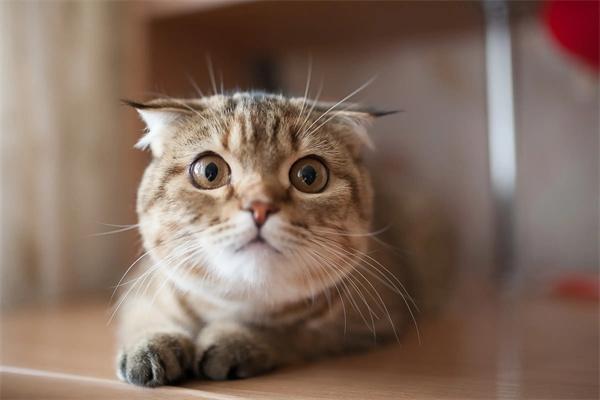 如何正确给猫咪驱虫？(图1)