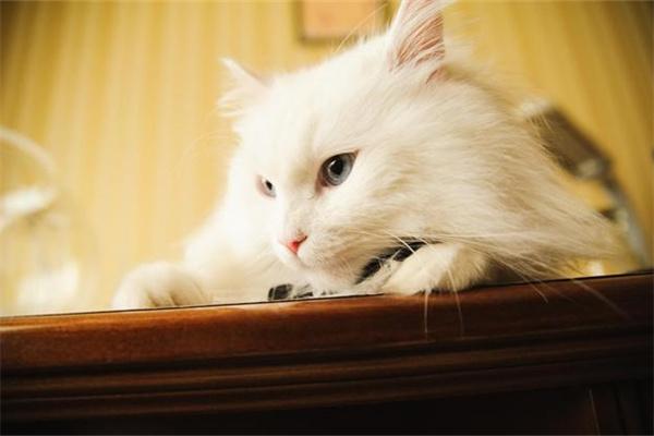 猫咪不喜欢被摸哪些部位？(图2)