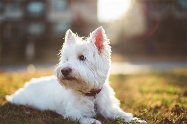 刚出生的小狗会携带狂犬病毒吗？(图1)