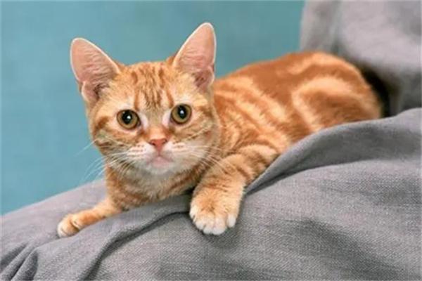 猫咪为什么在主人睡着后闻主人的嘴巴？(图1)