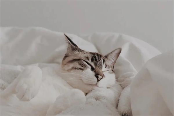 猫咪睡觉要不要用枕头？(图1)