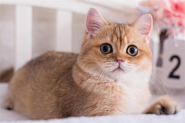 猫咪为什么在主人睡着后闻主人的嘴巴？(图2)