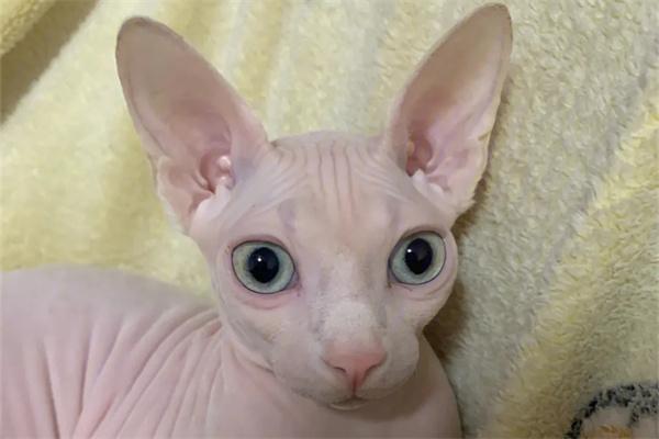 猫咪睡觉要不要用枕头？(图2)